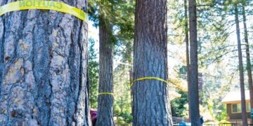 Someone Is Poisoning Trees Near Lake Tahoe