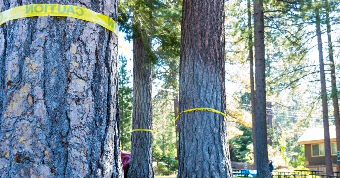 Someone Is Poisoning Trees Near Lake Tahoe