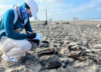 Birds Are Dying. Clues Point to El Niño.