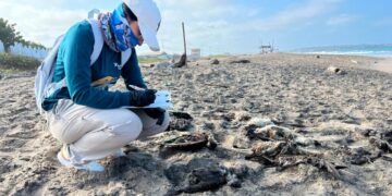 Birds Are Dying. Clues Point to El Niño.