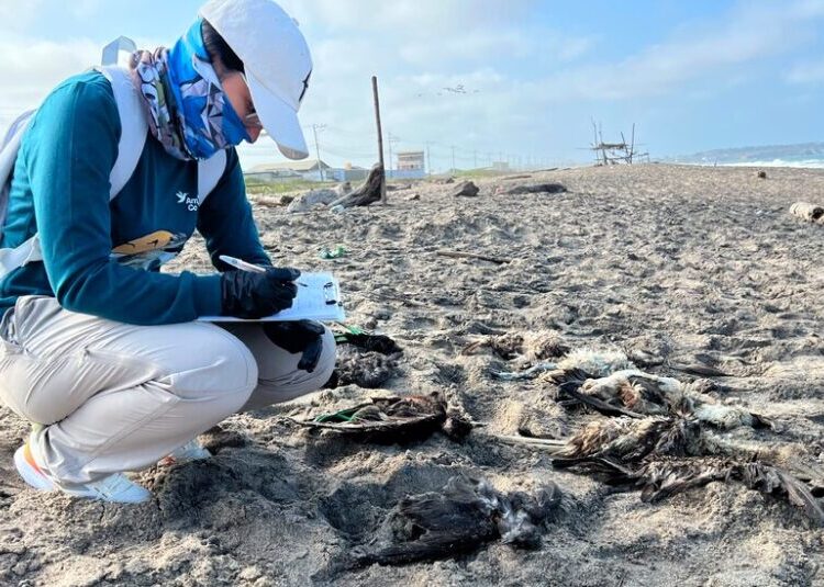 Birds Are Dying. Clues Point to El Niño.