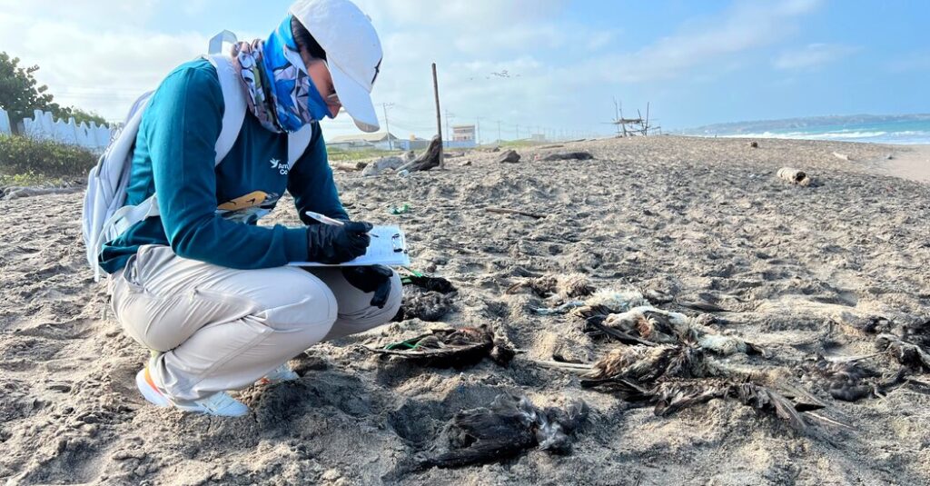 Birds Are Dying. Clues Point to El Niño.