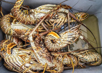 Florida Man Accused of Cutting Diver’s Air Supply in Lobster Dispute
