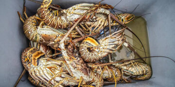Florida Man Accused of Cutting Diver’s Air Supply in Lobster Dispute