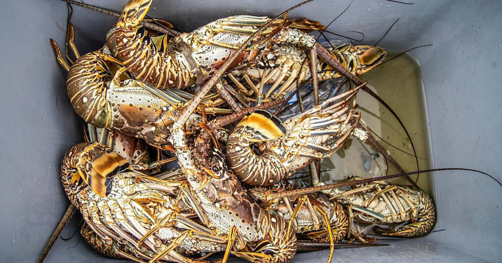 Florida Man Accused of Cutting Diver’s Air Supply in Lobster Dispute