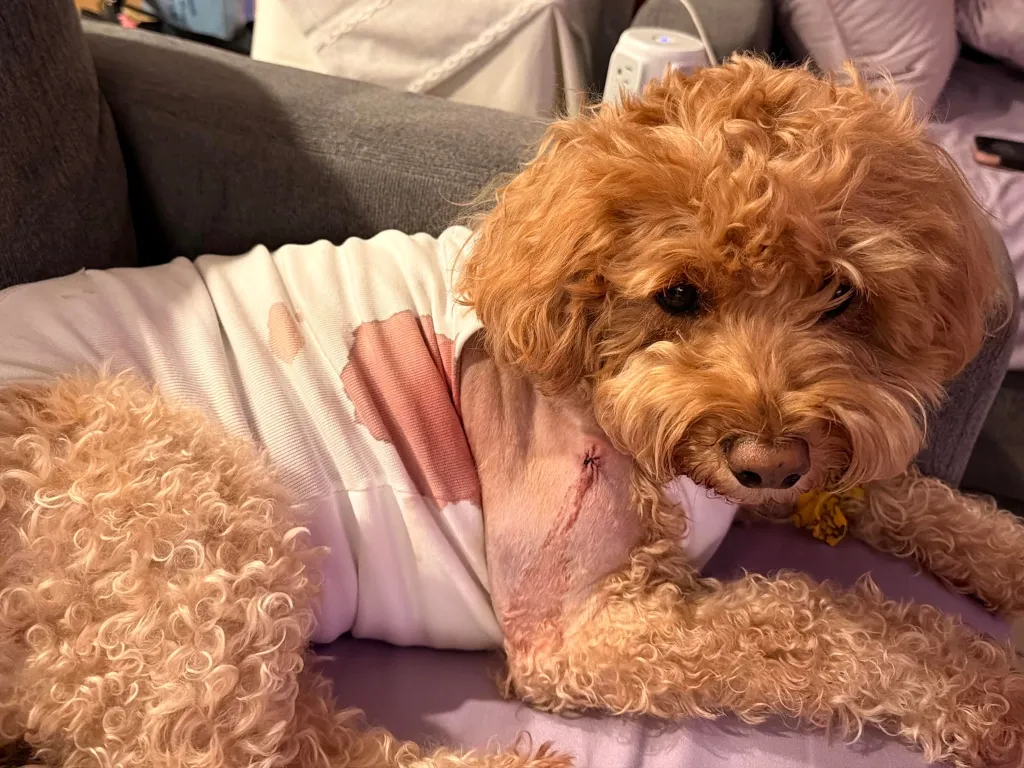 A small poodle wears a white shirt with red stains, revealing a shaved and stitched wound on its chest.