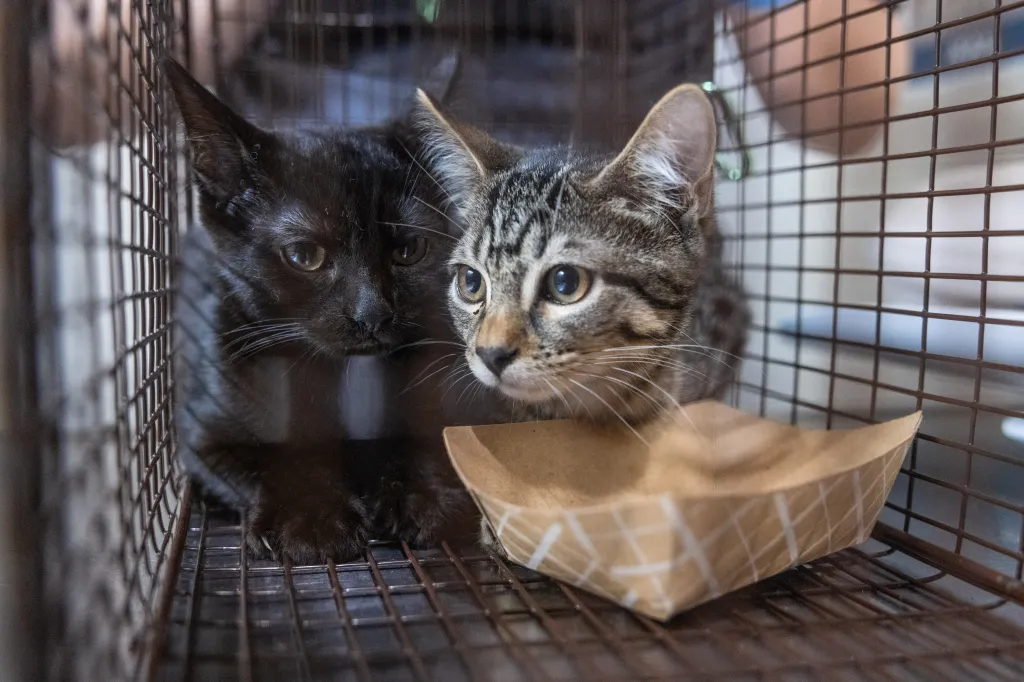 Two kittens, one black and one tabby, look out from inside a wire cage with an empty paper food tray.