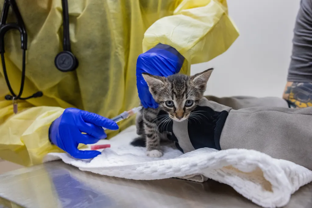 A kitten receives a medical injection while being held by a person wearing a yellow protective suit and blue gloves.