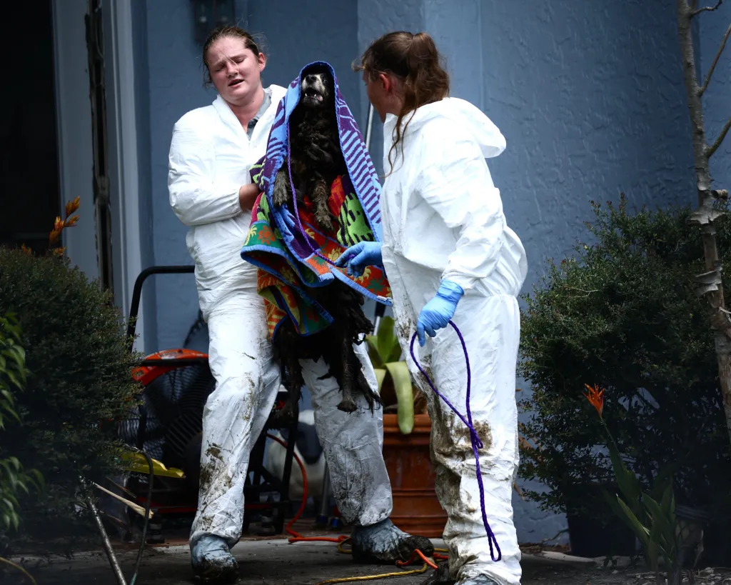Two women in hazmat suits carry a Border Collie wrapped in a colorful blanket during an animal hoarding investigation.