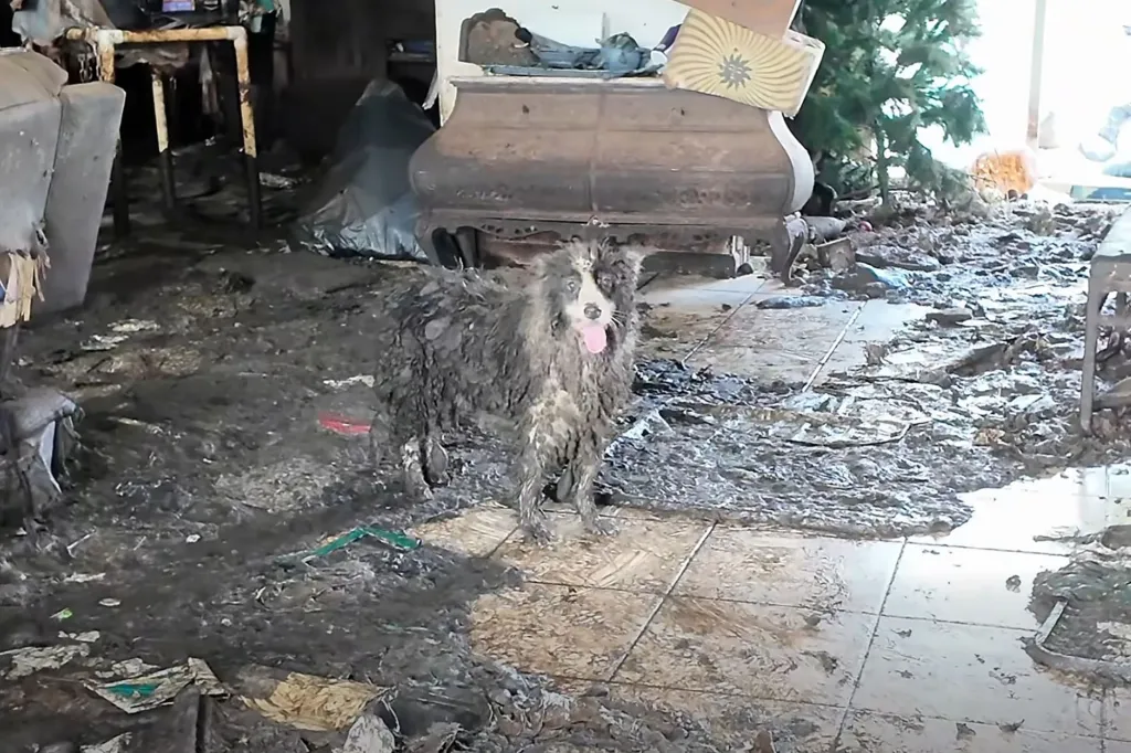 A Border Collie covered in mud stands in a filthy, cluttered room.