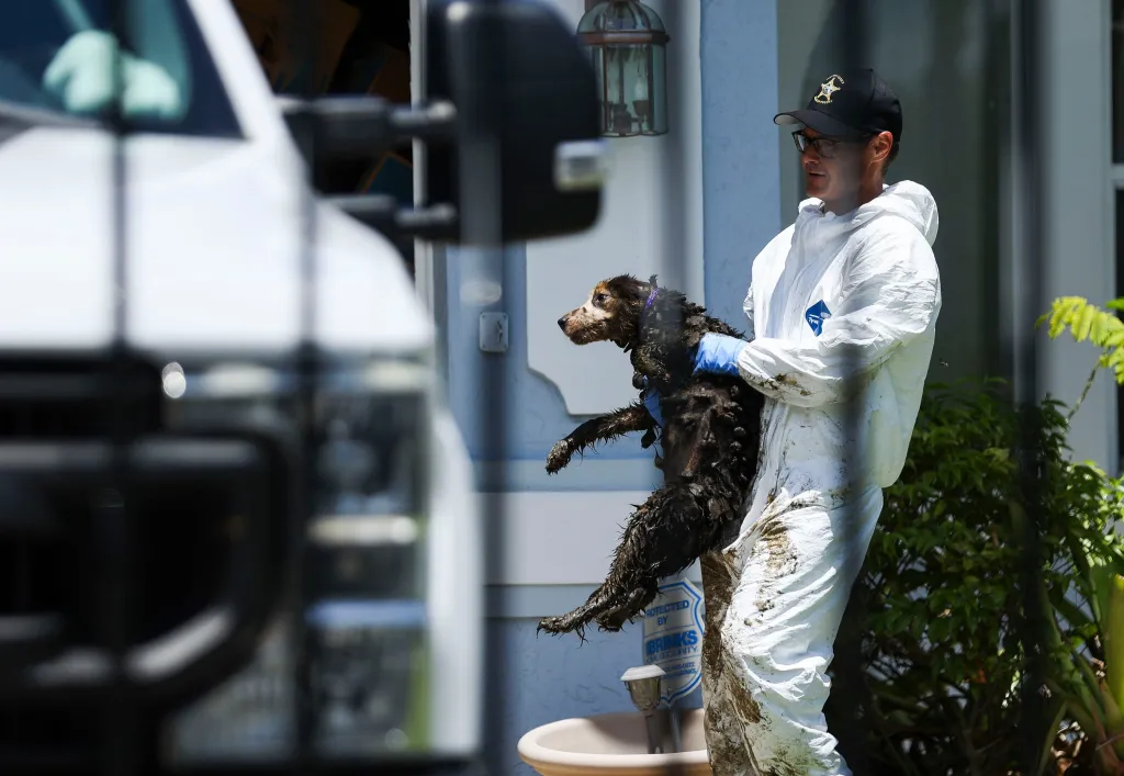 At least 20 mistreated and matted Border Collies were rescued from a Florida hellhole house that was filled with 