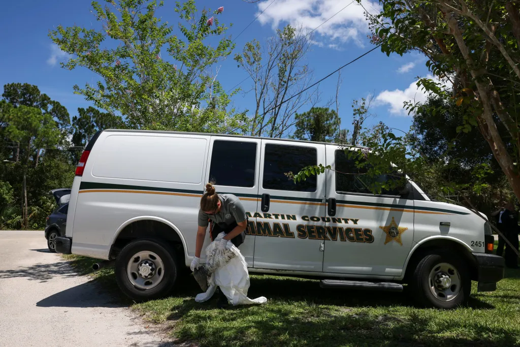 An Animal Services worker in a uniform bends over to place an animal, contained in a white bag, onto the ground next to a white Animal Services van.