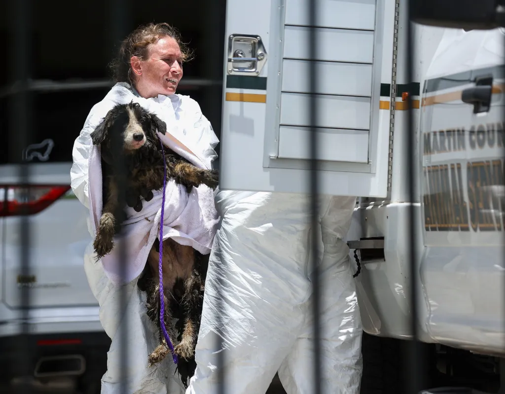 A person in a white protective suit carries a dark, matted Border Collie in a white towel with a purple leash around its neck, next to a 