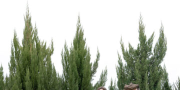 Do You Really Need a Big Wedding Party?