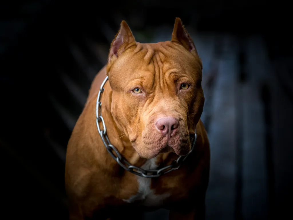 Portrait of a brown American Pit Bull Terrier wearing a chain collar.