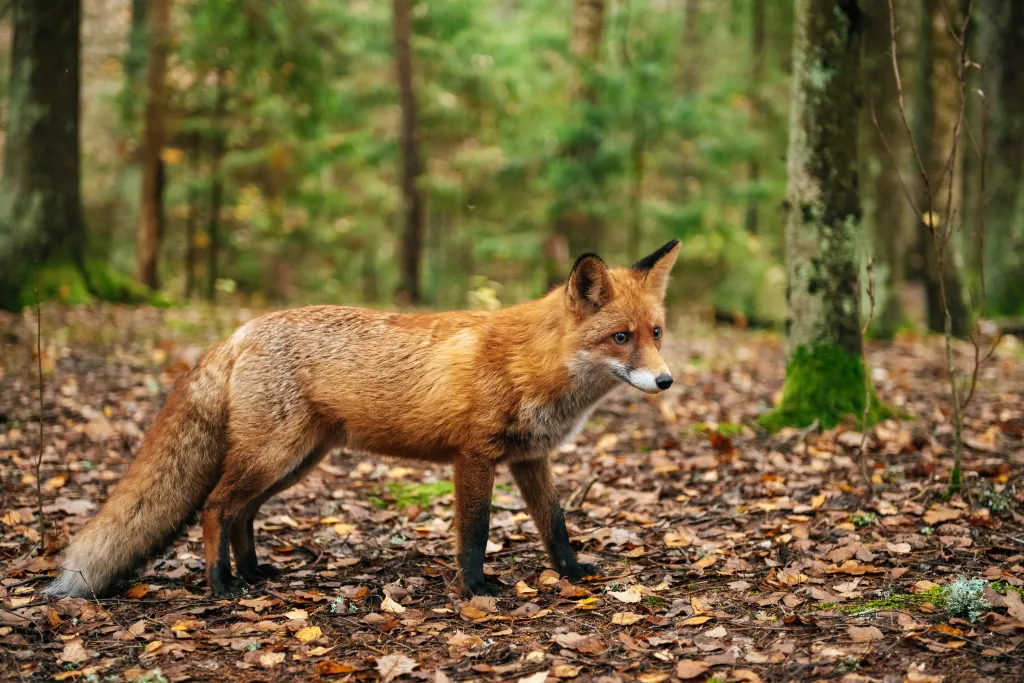 A red fox in an autumn forest.