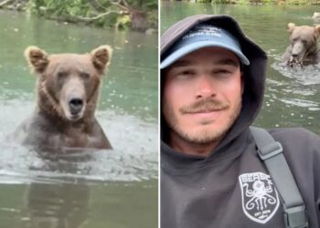 Fisherman takes selfie in front of ravenous grizzly in beary dangerous stunt
