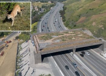 Fury as major freeway ramp closed in aid of $114M wildlife crossing