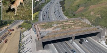 Fury as major freeway ramp closed in aid of $114M wildlife crossing