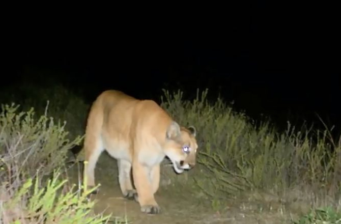 Cougar with glowing eyes at night.