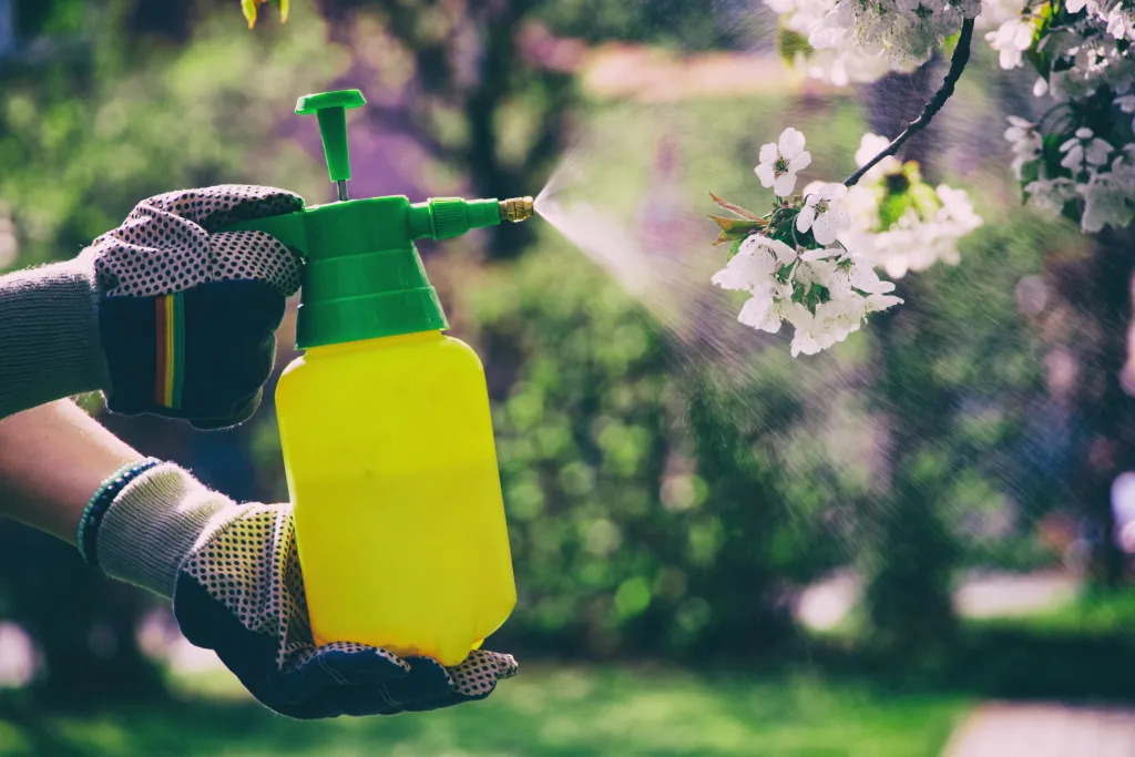 A person wearing gardening gloves sprays a blooming fruit tree with a hand sprayer.
