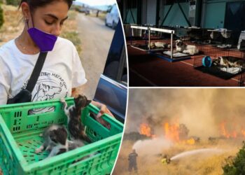 Hundreds of adorable pets and wild animals rescued after wildfire sweeps through Greek mountains