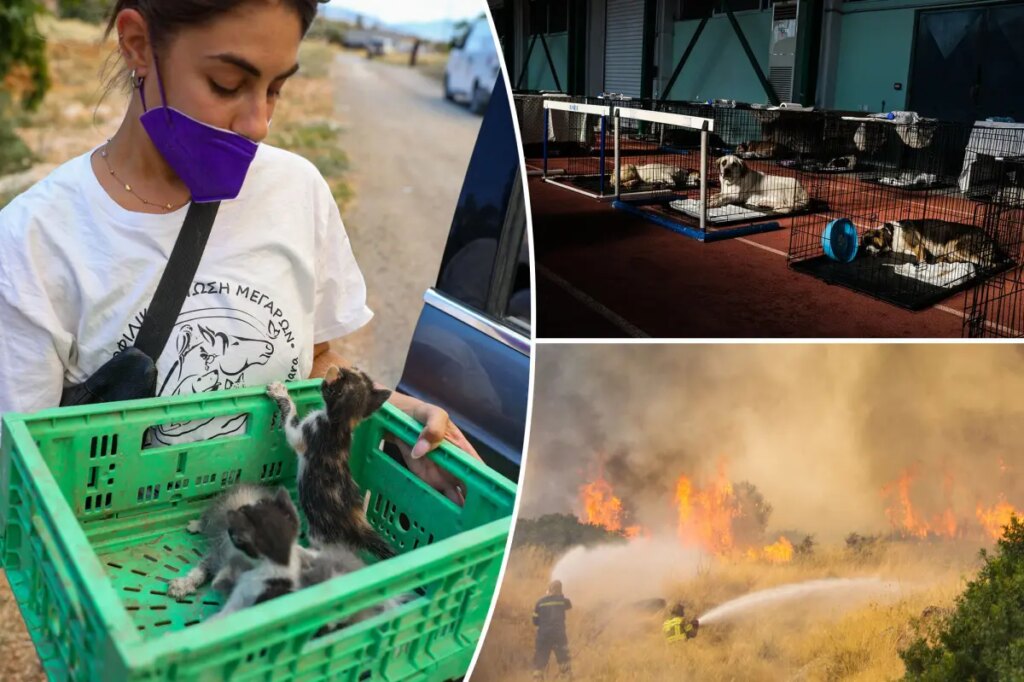 Hundreds of adorable pets and wild animals rescued after wildfire sweeps through Greek mountains