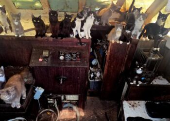 Mystery swirls over missing crew as cops rescue 30-plus cats from abandoned boat