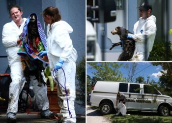 At least 20 poop-covered Border Collies rescued from disgusting Florida home of ex-breeder