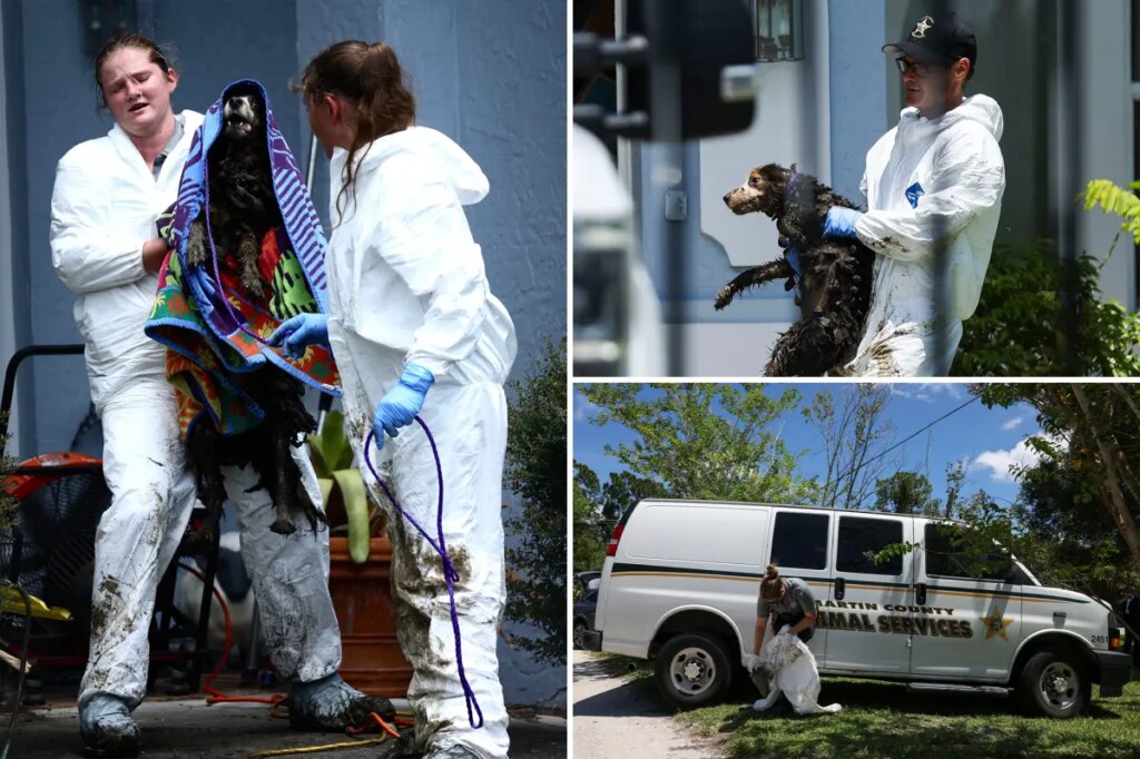 At least 20 poop-covered Border Collies rescued from disgusting Florida home of ex-breeder