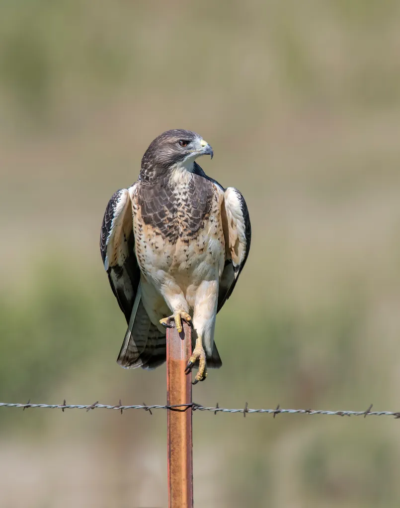 Swainson's Hawk perched on a fence post.