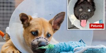 Two adorable puppies ditched in NY dumpster with mouths wired shut now up for adoption