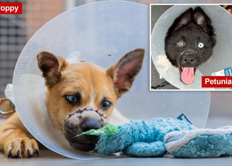 Two adorable puppies ditched in NY dumpster with mouths wired shut now up for adoption