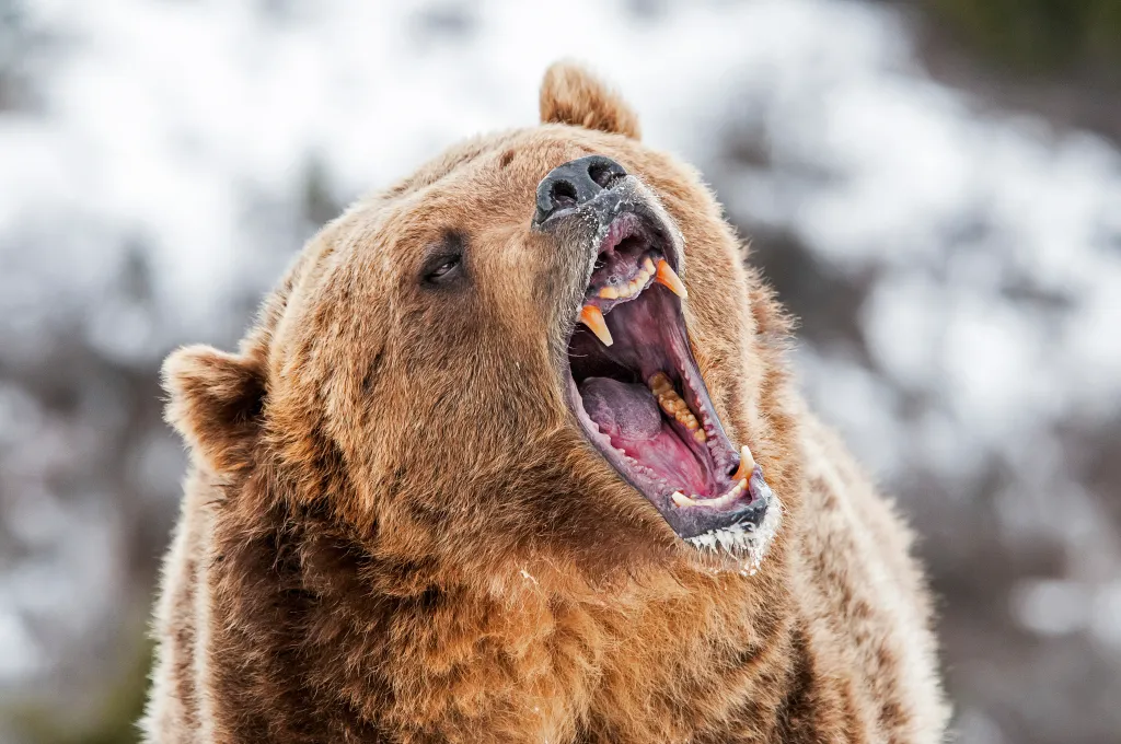A grizzly bear with its mouth open, revealing large fangs and teeth.