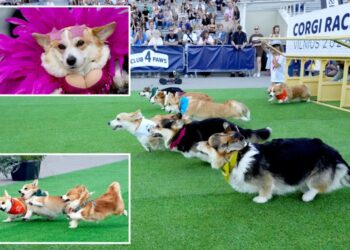 Global corgis gather for cutest costume contest and annual high-speed race