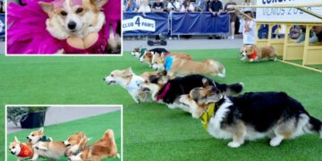 Global corgis gather for cutest costume contest and annual high-speed race