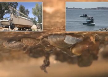 Boat covered in invasive species intercepted before wreaking havoc on California lake