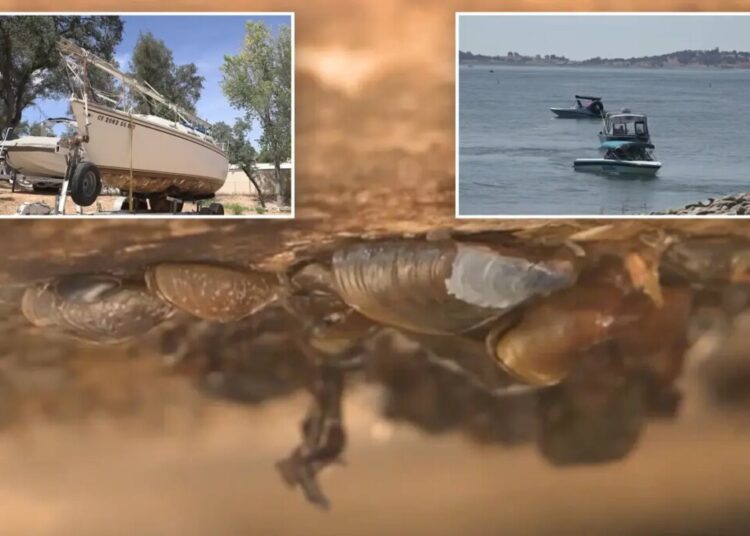 Boat covered in invasive species intercepted before wreaking havoc on California lake
