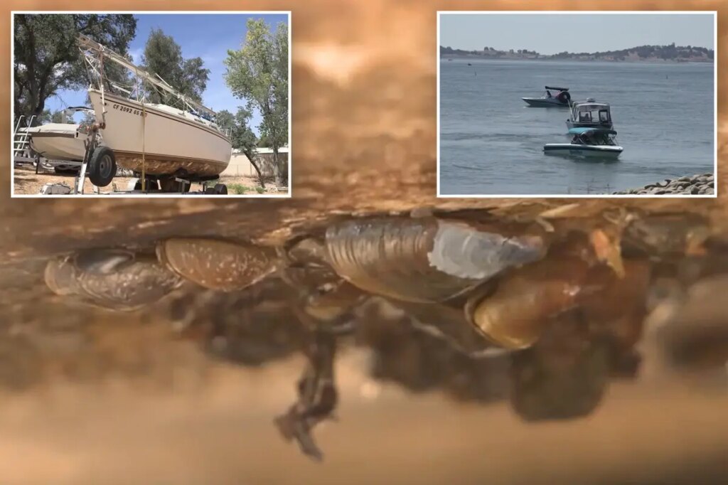 Boat covered in invasive species intercepted before wreaking havoc on California lake