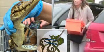 69 live animals found stuffed in pillowcases in hidden car compartment after border arrest: Feds