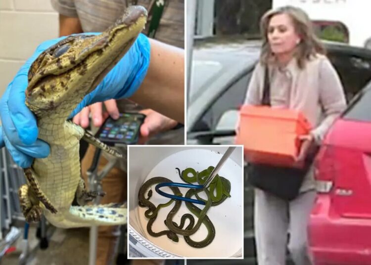 69 live animals found stuffed in pillowcases in hidden car compartment after border arrest: Feds