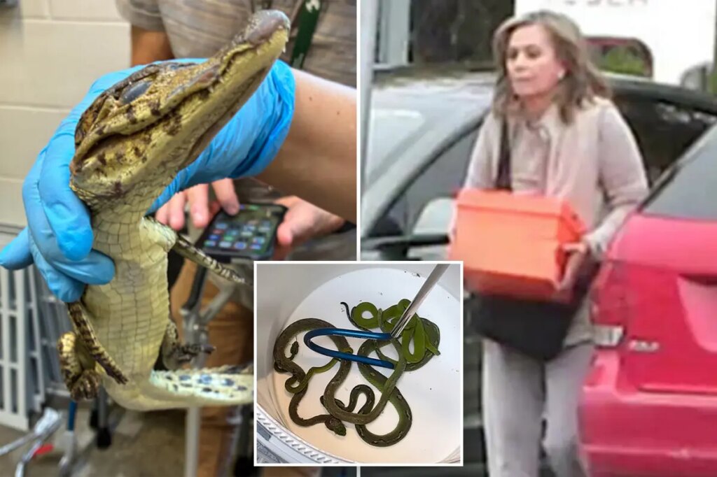 69 live animals found stuffed in pillowcases in hidden car compartment after border arrest: Feds