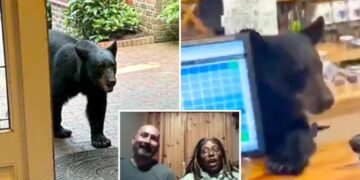 Bear crashes couple’s anniversary getaway, rummages through Tennessee tea shop before jumping on counter