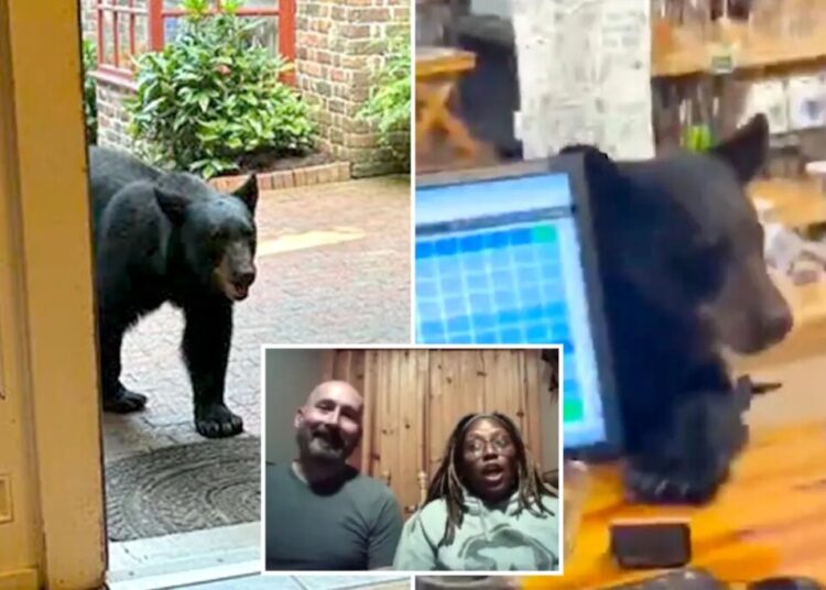 Bear crashes couple’s anniversary getaway, rummages through Tennessee tea shop before jumping on counter
