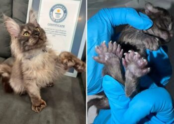 Wisconsin kitten breaks bizarre record by having 29 toes