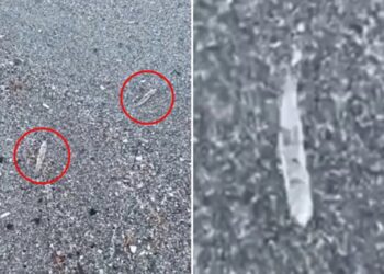 Mysterious clear ‘jumping sticks’ spotted in waters along Florida’s Space Coast baffle beachgoers