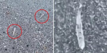Mysterious clear ‘jumping sticks’ spotted in waters along Florida’s Space Coast baffle beachgoers