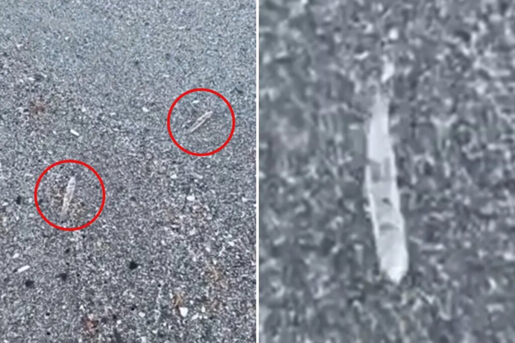 Mysterious clear ‘jumping sticks’ spotted in waters along Florida’s Space Coast baffle beachgoers