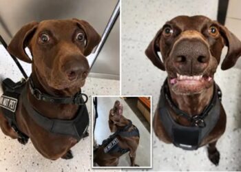 Texas airport dog ‘Bolt’ declared TSA’s ‘cutest canine’ — as viral pooch steals internet’s hearts
