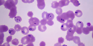 A Mutation Is Making It Easier for Drug-Resistant Malaria to Spread
